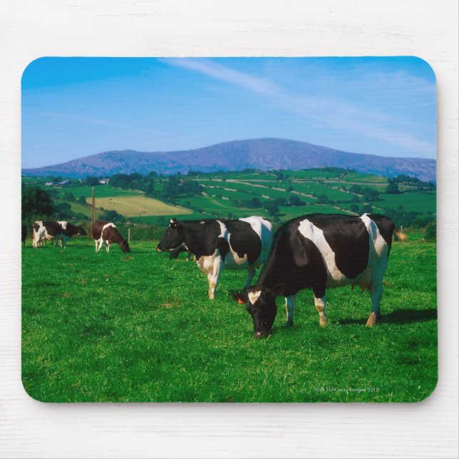 Mousepad Vacas Holstein-Frísia perto de Borris, condado (Frente)