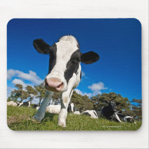 Mousepad Vacas que alimentam no pasto 2