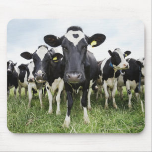 Mousepad Vacas que estão em seguido de vista a câmera