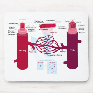 Mousepad Vasos Sanguíneos Diagrama Artérias Veias Capilares