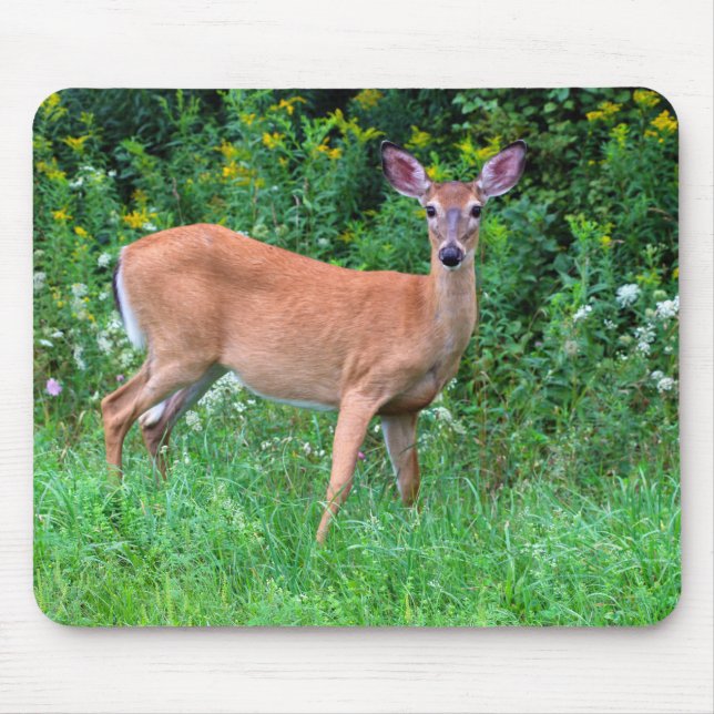 Mousepad Veado-De-Altura Branca (Frente)