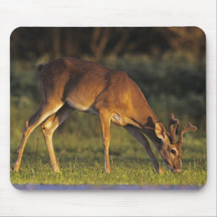 Mousepad Veado-de-cauda-branca, Odocoileus virginianus