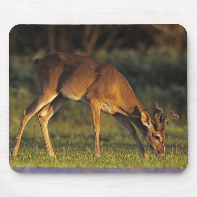 Mousepad Veado-de-cauda-branca, Odocoileus virginianus (Frente)