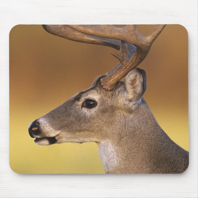 Mousepad Veado-de-cauda-branca, Odocoileus virginianus, (Frente)