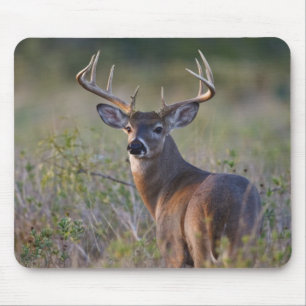 Mousepad veado-de-cauda-branca Odocoileus virginianus