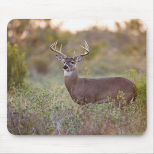 Mousepad veado-de-cauda-branca (Odocoileus virginianus) mac