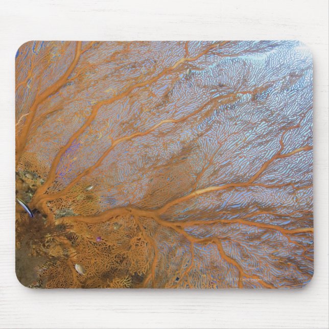Mousepad Ventilador gigante gorgoniano (Plexauridae sp.) (Frente)