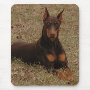 Mousepad Vermelho da cor completa e Pinscher do Doberman da