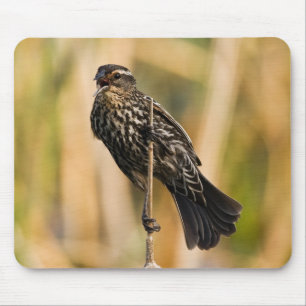 Mousepad Vermelho fêmea melro voado