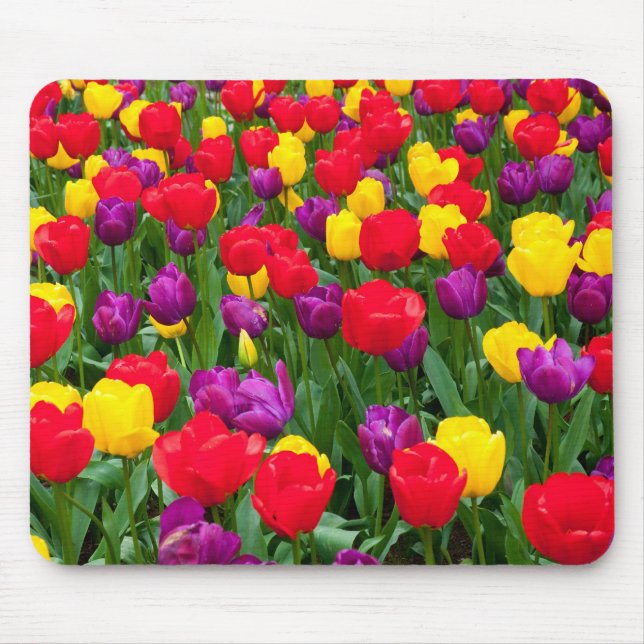 Mousepad vermelho, roxo, amarelo da tulipa (Frente)