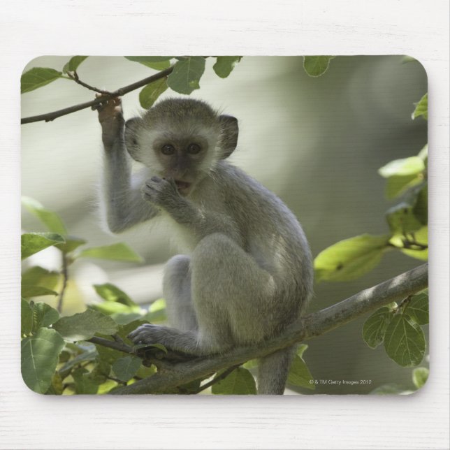 Mousepad Vervet Monkey, Zimbabué (Frente)