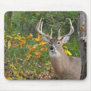 Mousepad Vida selvagem