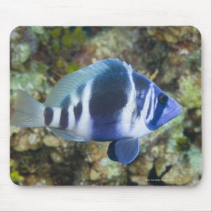 Mousepad Vida subaquática, PEIXE: Índigo Hamlet