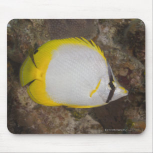 Mousepad Vida subaquática, PEIXE: Spotfin colorido
