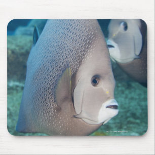 Mousepad Vida subaquática, PEIXE: um par de Angelfish