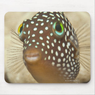 Mousepad Vida subaquática; PEIXES: Retrato do Fim-acima d