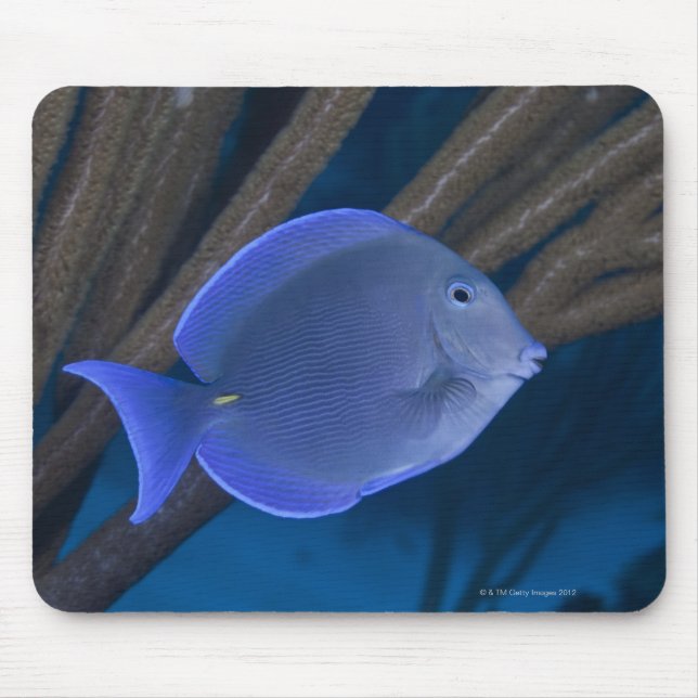 Mousepad Vida submarina: Acanthurus coeruleus com mar (Frente)