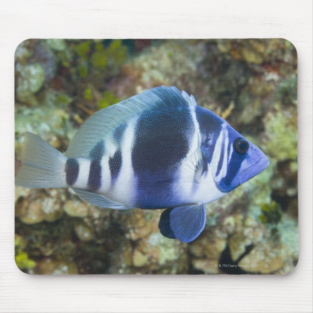 Mousepad Vida Submarina, FISH: Indigo Hamlet (Frente)