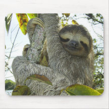 Vida viva como uma lama