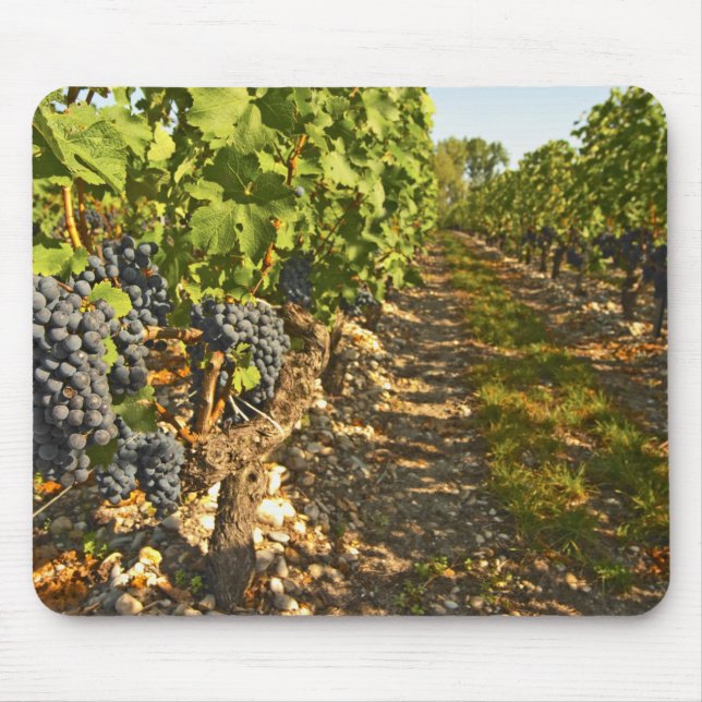 Mousepad Vinhas de Cabernet Sauvignon em uma fileira na (Frente)