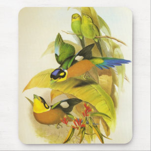 Mousepad Vintage Birds Pássaro-bico-largo-de-cauda