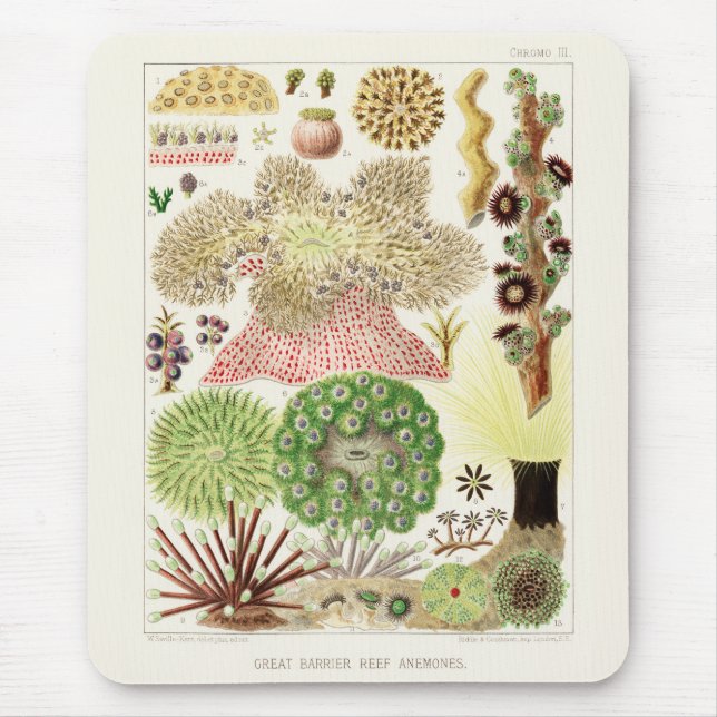 Mousepad Vintage Excelente Barrier Reef of Australia Anemon (Frente)