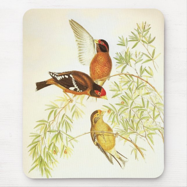 Mousepad Vintage - Pássaros Finch Espetacados (Frente)