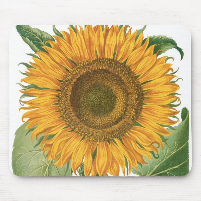 Mousepad Vintage Sunflower Flower por Basilius Besler (Frente)