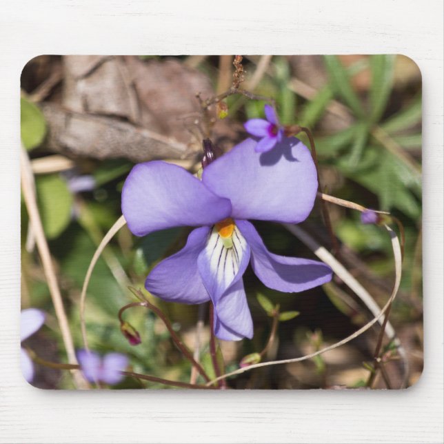 Mousepad Violeta de Pássaros com Bluets (Frente)