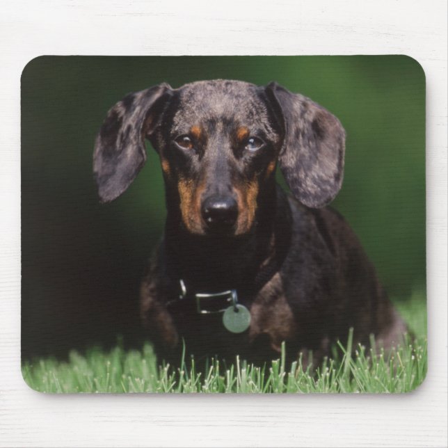 Mousepad Vista de Dachshund de cor malhada (Frente)