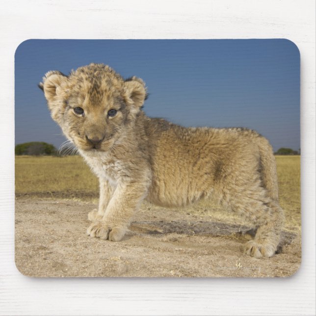 Mousepad Vista do jovem leão (Panthera leo), com aspecto (Frente)