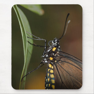 Mousepad Vista lateral de uma asa longa