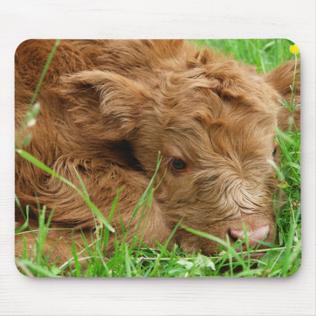 Mousepad Vitelo da Escócia Highland (Frente)