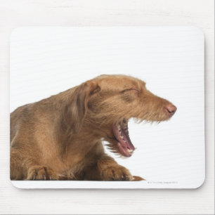 Mousepad Vizsla que boceja na frente da terra da parte