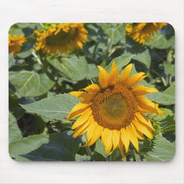 Mousepad WA, Condado de Kittitas, Campo de Girassóis (Frente)