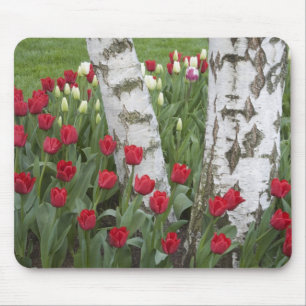 Mousepad WA, Vale do Skagit, Jardim de Tulipas Roozengaarde