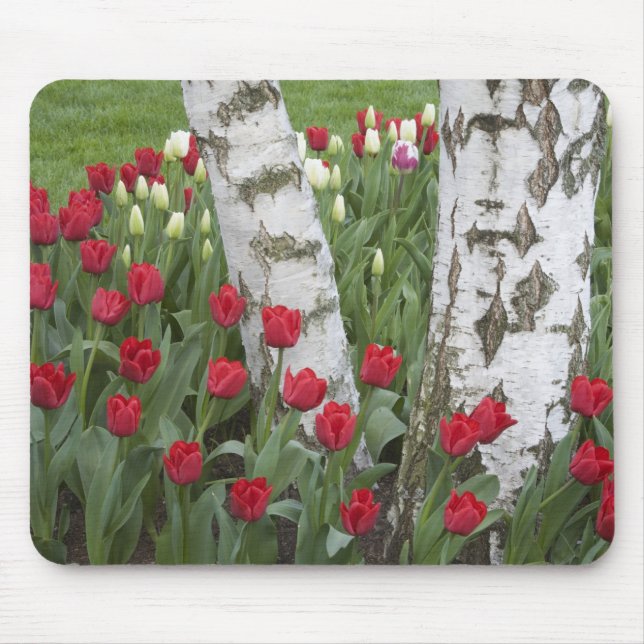 Mousepad WA, Vale do Skagit, Jardim de Tulipas Roozengaarde (Frente)