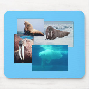 Mousepad Walrus, Urso Polar, Boca-Boca-Boca-Boca-Bola-De-Le