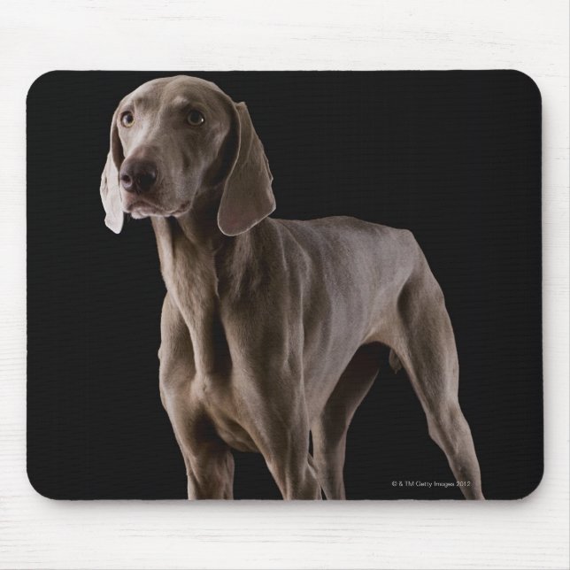 Mousepad Weimaraner, tiro de estúdio (Frente)