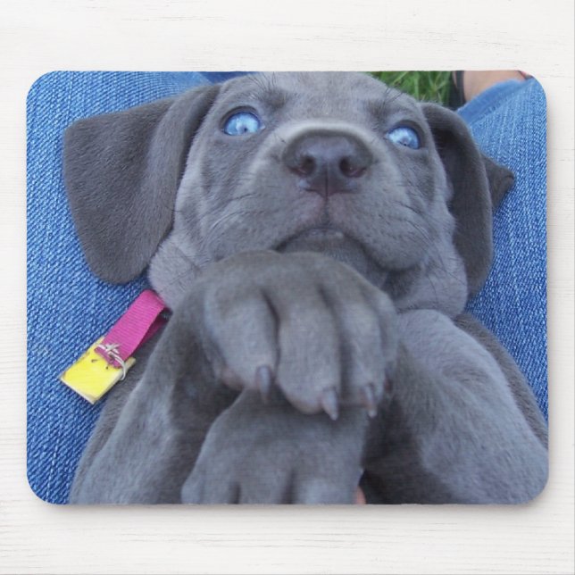 Mousepad weimeraner dos azuis bebés (Frente)