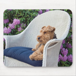 Mousepad Welsh terrier em wicker