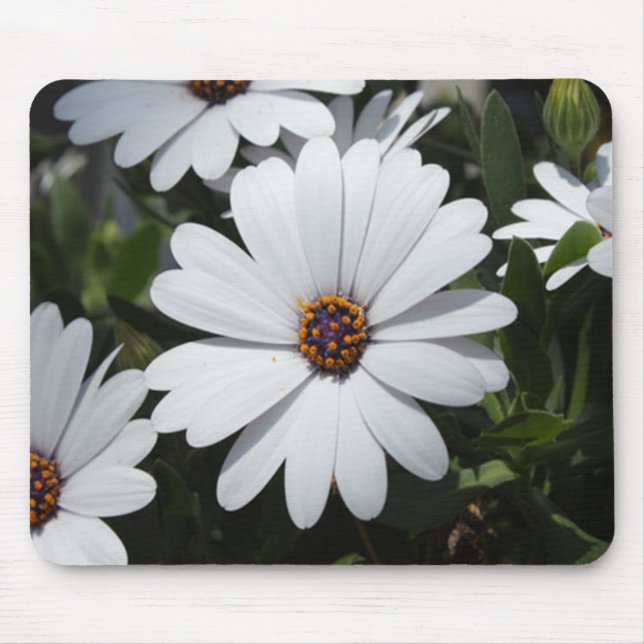 Mousepad White Daisy está em Bloom (Frente)