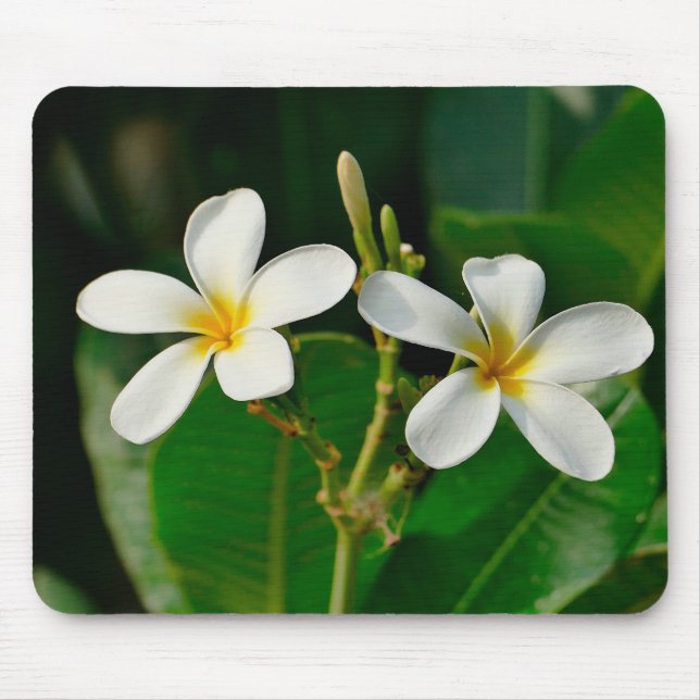 Mousepad White Frangipani (Frente)
