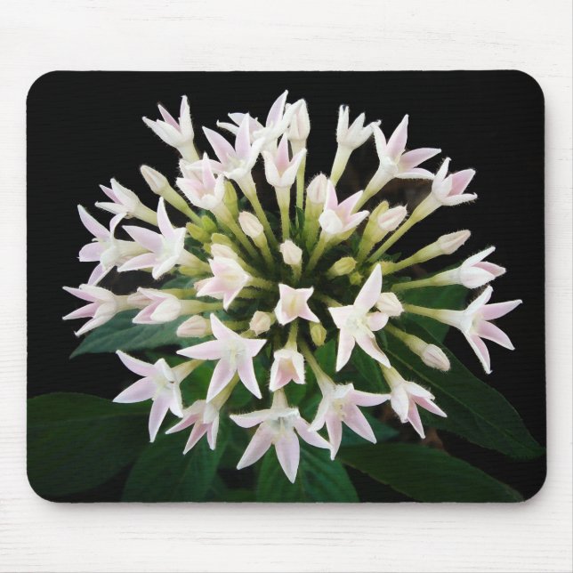 Mousepad White Pentas (Frente)