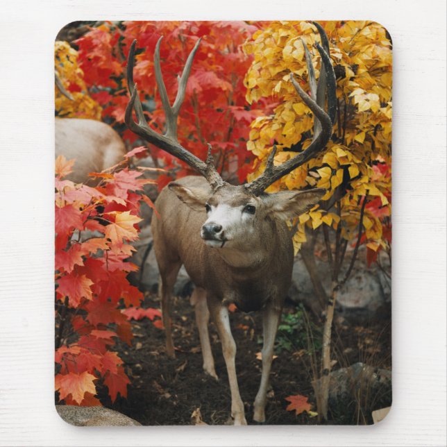 Mousepad Whitetail No Outono (Frente)