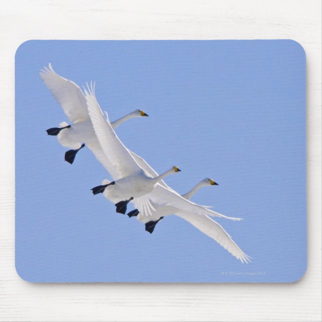 Mousepad Whooper Swans voando no céu (Frente)