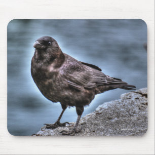 Mousepad Wild Black Raven em Rocks
