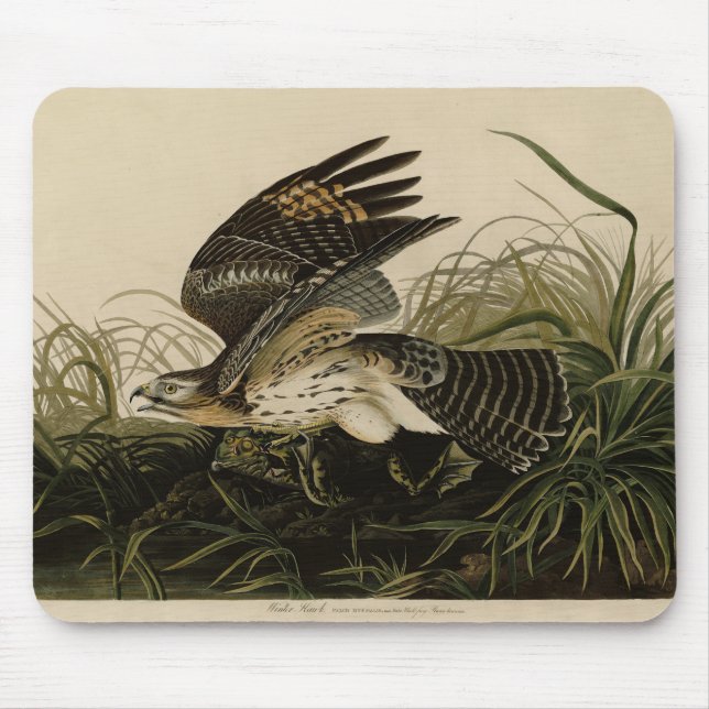 Mousepad Winter Hawk, Pássaros da América de John James Aud (Frente)