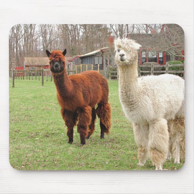 Mousepad Woolly do ~ das alpacas (Frente)