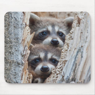 Mousepad Wyoming, Condado de Lincoln, Guaxinim